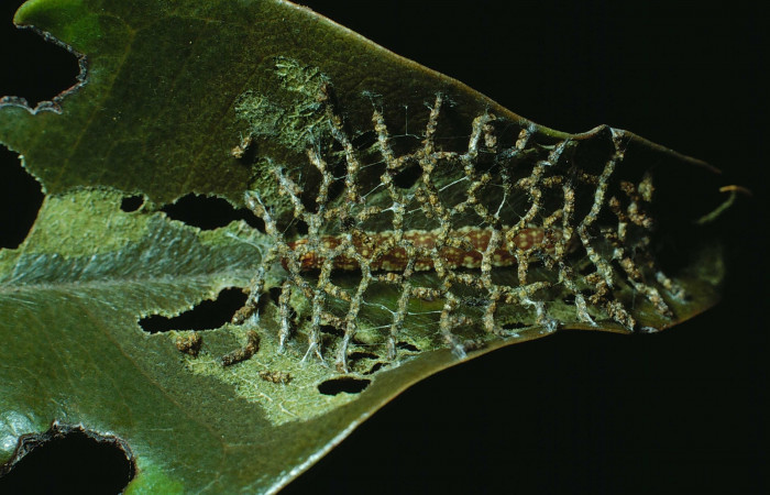 Figura 2. Detalle de refugio, <i>Lacosoma maldera</i> (Mimallonidae). (84-SRNP-822-DHJ7695).