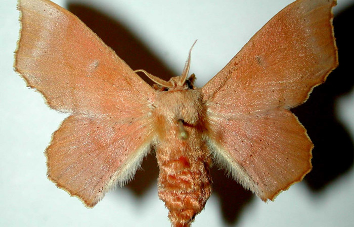 Figura 12. Adulto (hembra) <i>Lacosoma maldera</i> (Mimallonidae). (90-SRNP-2681- DHJ33350).