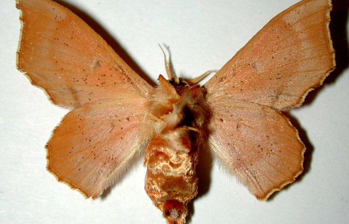 Figura 13. Adulto (hembra) <i>Lacosoma maldera</i> (Mimallonidae). (90-SRNP-2681- DHJ33351).