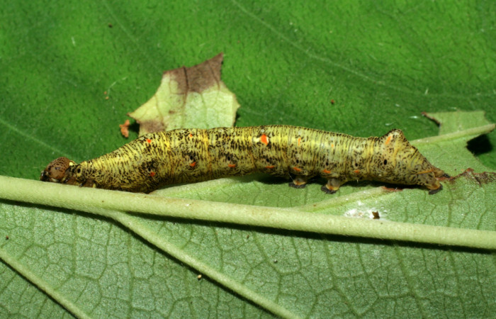 Larva en posición lateral de <i>Gonodonta pulverea</i> (Erebidae), PU estadio. Sector Pitilla, Pasmompa. Voucher 06-SRNP-32929-DHJ416014.jpg.
