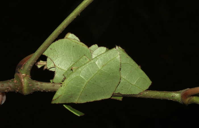  Prepupa de <i>Gonodonta pulverea</i> (Erebidae). Sector Pitilla, Pasmompa. Voucher  18-SRNP-31685-DHJ746979.jpg.