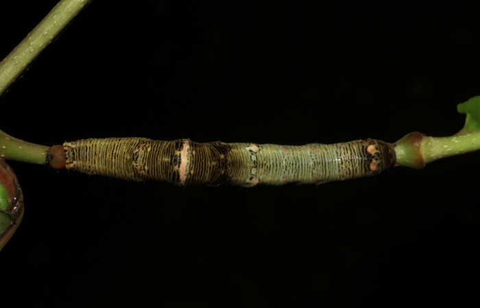  Larva en posición dorsal de <i>Gonodonta pulverea</i> (Erebidae), U estadio. Sector Pitilla, Pasmompa. Voucher  18-SRNP-31685-DHJ746828.jpg.