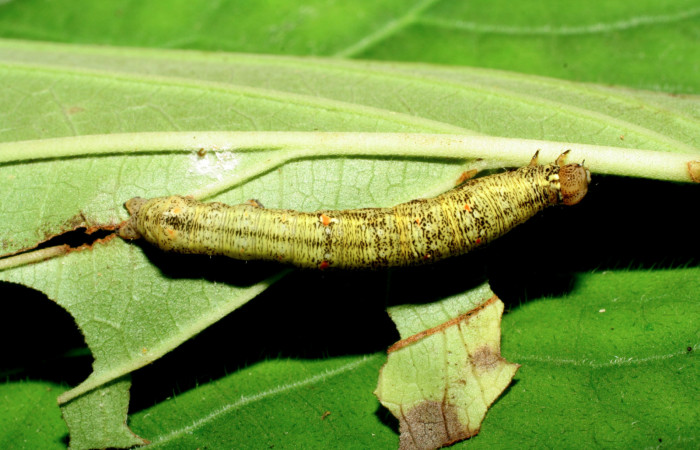 Larva en posición lateral de <i>Gonodonta pulverea</i> (Erebidae), PU estadio. Sector Pitilla, Pasmompa. Voucher  06-SRNP-32929-DHJ416010.jpg.