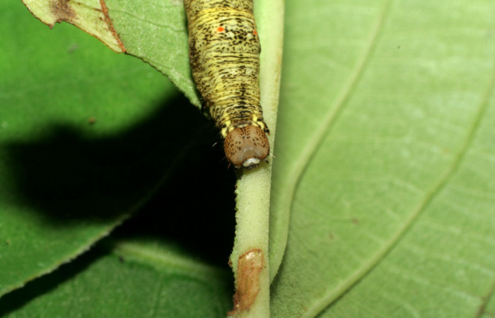  Cabeza en posición frontal de <i>Gonodonta pulverea</i> (Erebidae), PU estadio. Sector Pitilla, Pasmompa. Voucher 06-SRNP-32929-DHJ416013.jpg.