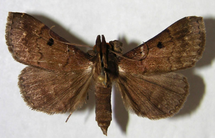 Fig. 25. Macho de <i>Nicetas</i> Poole20 (Erebidae), vista dorsal.  Voucher: 01-SRNP-1200-DHJ365536.