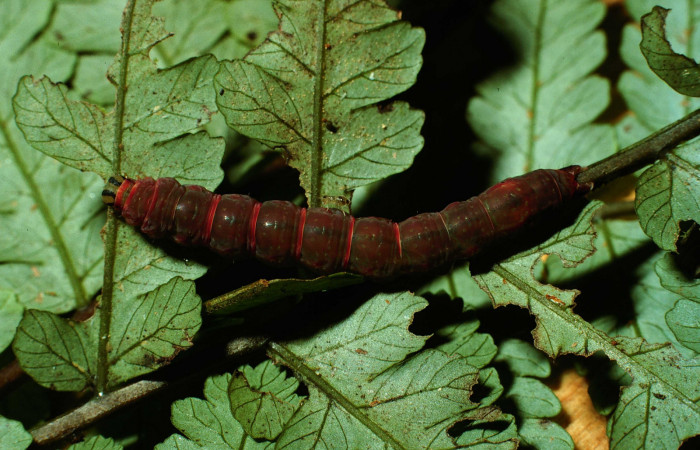Fig. 21. Larva de <i>Nicetas</i> Poole20 (Erebidae) en prepupa (Voucher: 02-SRNP-6011-DHJ64805.