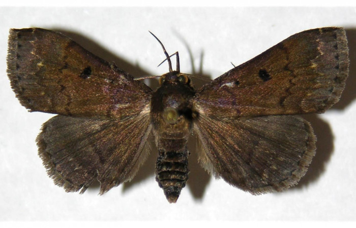 Fig. 27. Hembra de <i>Nicetas</i> Poole20 (Erebidae), vista dorsal.  Voucher: 05-SRNP-40499-DHJ316126.