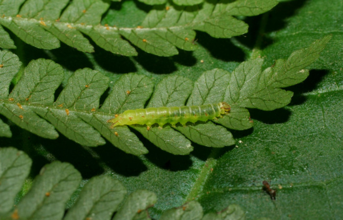 Fig. 3. Larva de <i>Nicetas</i> Poole20 (Erebidae), comiendo <i>Lomariopsis vestita</i> (Dennstaedtiaceae). Voucher: 06-SRNP-32173-DHJ413333.