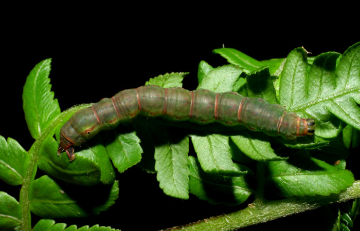 Fig. 20. Larva de <i>Nicetas</i> Poole20 (Erebidae), en transición de último estadío a prepupa (Voucher: 08-SRNP-30200-DHJ436276.