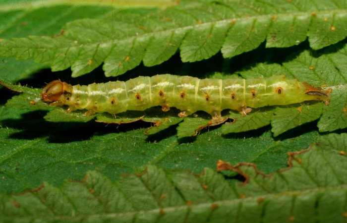 Fig. 7. Larva de <i>Nicetas</i> Poole20 (Erebidae), contrasta su color café en cabeza y espiraculos con los bordes secos de color café en las hojas de planta <i>Cyathea multiflora</i> (Cyatheaceae). Voucher: 08-SRNP-30349-DHJ438420.