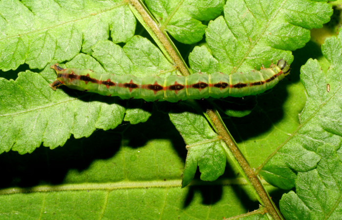 Fig. 11. Larva de <i>Nicetas</i> Poole20 (Erebidae), con patrones en su dorso característico en sus diferentes tonalidades de la especie, alimentandoce de planta hospedera <i>Cyathea multiflora</i> (Cyatheaceae). Voucher: 08-SRNP-30373-DHJ438447.