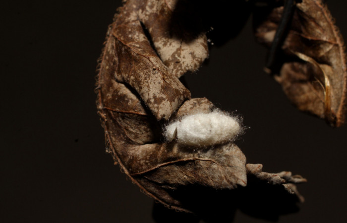 Fig. 16. Capullo de <i>Diolcogaster</i> Choi115 (Braconidae), en larva de <i>Nicetas</i> Poole20 (Erebidae). Voucher: 10-SRNP-30225-DHJ498085.