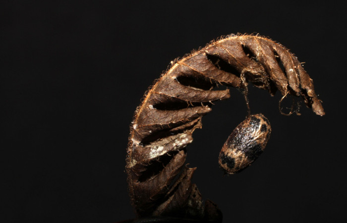 Fig. 13. Capullo de <i>Charops</i> GauldADHJ04 (Ichneumonidae), en larva de <i>Nicetas</i> Poole20 (Erebidae). Voucher: 10-SRNP-30474-DHJ497670.