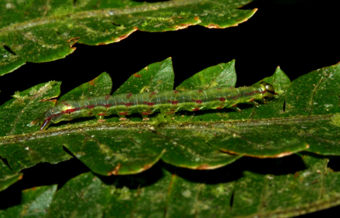 Fig. 4. Larva de <i>Nicetas</i> Poole20 (Erebidae), camuflada en las algas que posee planta <i>Alsophila firma</i> (Cyatheaceae). Voucher: 10-SRNP-40566-DHJ472703.