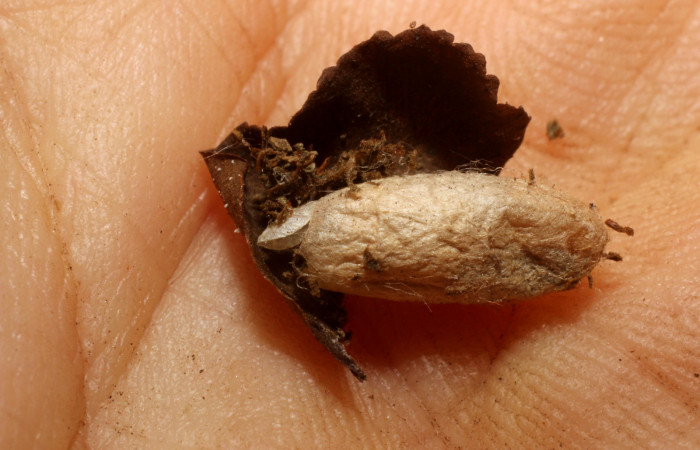 Fig. 14. Capullo de <i>Zelomorpha paulgoldsteini</i> (Braconidae), en larva de <i>Nicetas</i> Poole20 (Erebidae). Voucher: 11-SRNP-2361-DHJ800468.