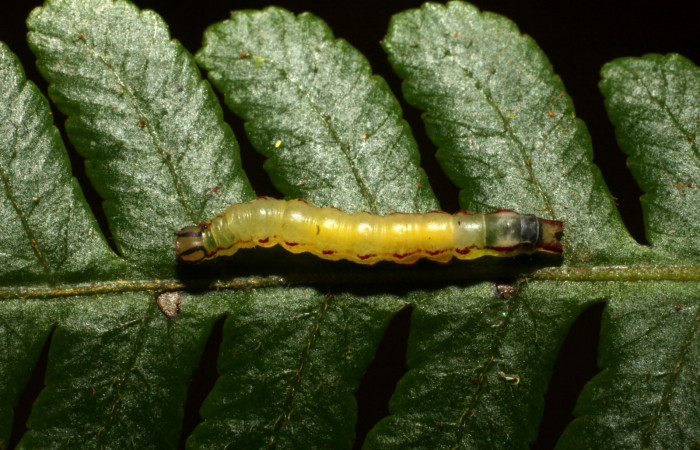 Fig. 18. Larva de <i>Nicetas</i> Poole20 (Erebidae), parasitada por <i>Hypomicrogaster</i> sp (Braconidae). Voucher: 11-SRNP-31374-DHJ482417.