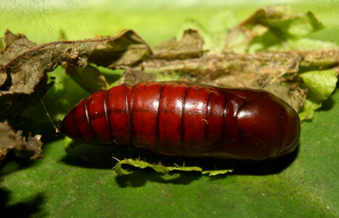 Fig. 22. Pupa vista dorsal de <i>Nicetas</i> Poole20 (Erebidae). (Voucher: 13-SRNP-71851-DHJ703511.
