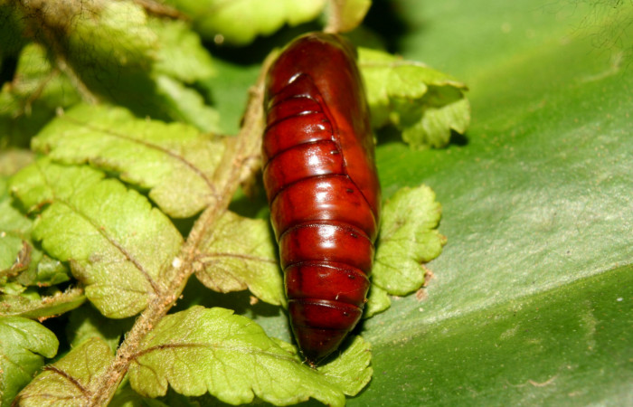 Fig. 24. Pupa vista dorsal de <i>Nicetas</i> Poole20 (Erebidae). (Voucher: 13-SRNP-71851-DHJ703513.
