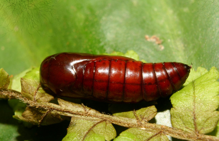 Fig. 23. Pupa vista dorsal de <i>Nicetas</i> Poole20 (Erebidae). (Voucher: 13-SRNP-71851-DHJ703514.