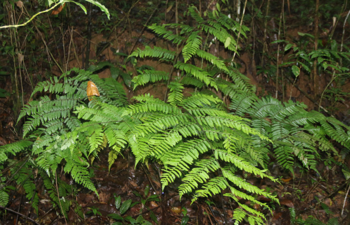 Fig. 1.<i>Alsophila firma</i> (Cyatheaceae), planta hospedera de <i>Nicetas</i> Poole20 (Erebidae).Foto. Minor Carmona, Estación Wege (Sector Rincón Rain Forest).