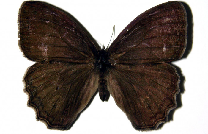 Figura 11. Adulto de <i>Magneuptychia libye</i> (Nymphalidae),  hembra vista dorsal, localidad, Quebrada Romero Sector Del Oro ACG (490m). Voucher 04-SRNP-22219-DHJ97490.jpg.