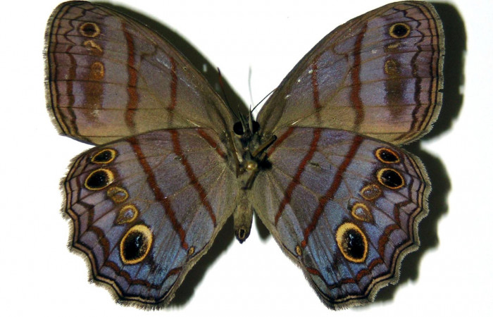 Figura 12. Adulto de <i>Magneuptychia libye</i> (Nymphalidae),  hembra vista dorsal, localidad, Quebrada Romero Sector Del Oro ACG (490m). Voucher 04-SRNP-22219-DHJ97491.jpg.