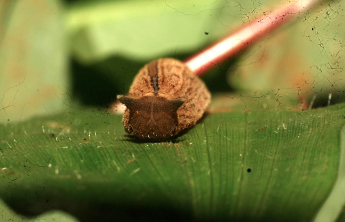 Figura 4. Larva <i>Magneuptychia libye</i> (Nymphalidae), en penúltimo estadío (PU) vista cabeza de frente, localidad Loaciga, Sector Pitilla, ACG (445m) Voucher: 11-SRNP-32586-DHJ484254.jpg.