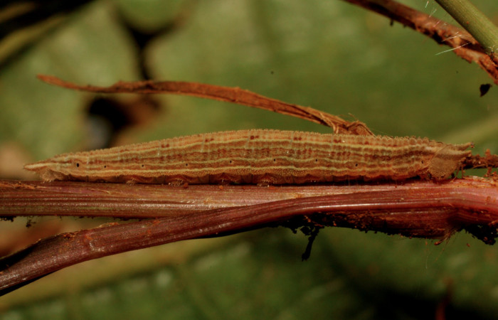 Figura 3. Larva <i>Magneuptychia libye</i> (Nymphalidae), en penúltimo estadío (PU) vista lateral , localidad Ingas, Sector Pitilla,  ACG 580m). Voucher: 11-SRNP-33344-DHJ484831.jpg.
