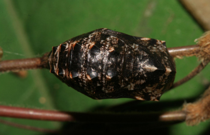 Figura 8. Pupa de <i>Magneuptychia libye</i> (Nymphalidae), vista dorsal, localidad, Ingas, Sector Pitilla ACG (580m). Voucher: 11-SRNP-33360-DHJ485071.jpg.