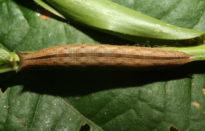 Figura 6. Larva <i>Magneuptychia libye</i> (Nymphalidae), en último estadío (U) vista dorsal, localidad Calma, Sector Pitilla ACG (412m)). Voucher:12-SRNP-70172-DHJ494848.jpg.