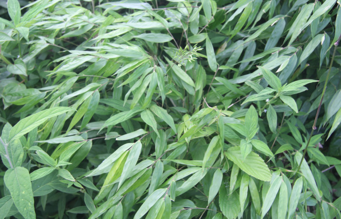 Figura 14. Planta hospedera de <i>Magneuptychia libye</i> (Nymphalidae), esta planta se llama <i>Rhipidocladum racemiflorum</i> (Poaceae), localidad Medrano, Estación Biológica Quica, Sector Pitilla (ACG) (380m). Foto; Ricardo Calero, 29 Setiembre 2021