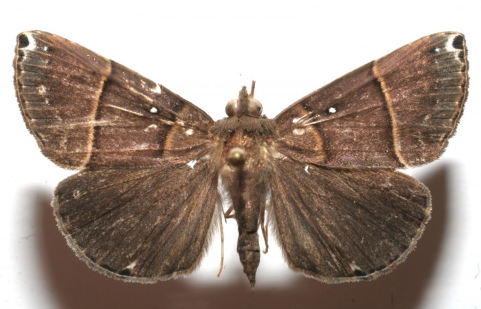 (Fig.10) Adulto <i>Hypena</i>, zarabenaDHJ01, vista dorsal en alas abiertas mide 36 mm. Voucher 10-SRNP-104531-DHJ649406.jpg