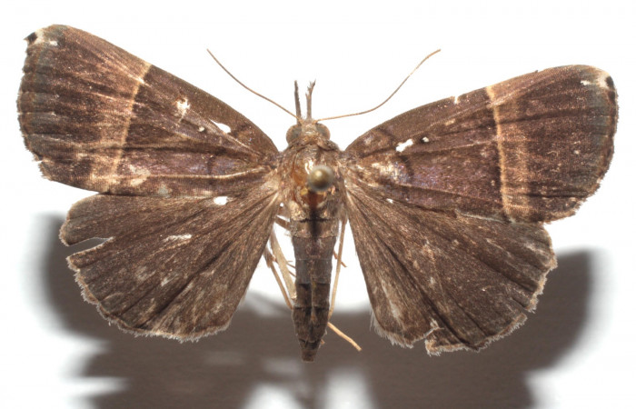 (Fig. 12) Adulto <i>Hypena</i> zarabenaDHJ04, vista dorsal, mide 34 mm en alas abiertas
Voucher 14-SRNP-103324-DHJ680341.jpg.