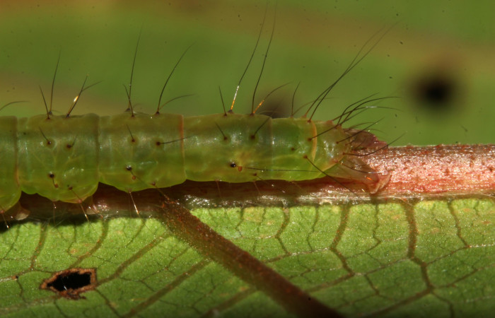 (Fig 3.) Larva <i>Hypena </i> zarabenaDHJ02,
( Erebidae) lateral parte trasera, último estadío 35 mm de largo. Estacion Biológica Pitilla. Voucher 17-SRNP-31876- DHJ739765.jpg.