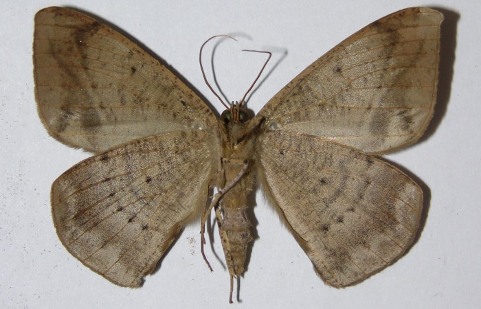 Figura 11. Adulto de <i>Oxydia</i> sociataDHJ01 (Geometridae), posición vista ventral, macho. (01-SRNP-10298-DHJ324831).