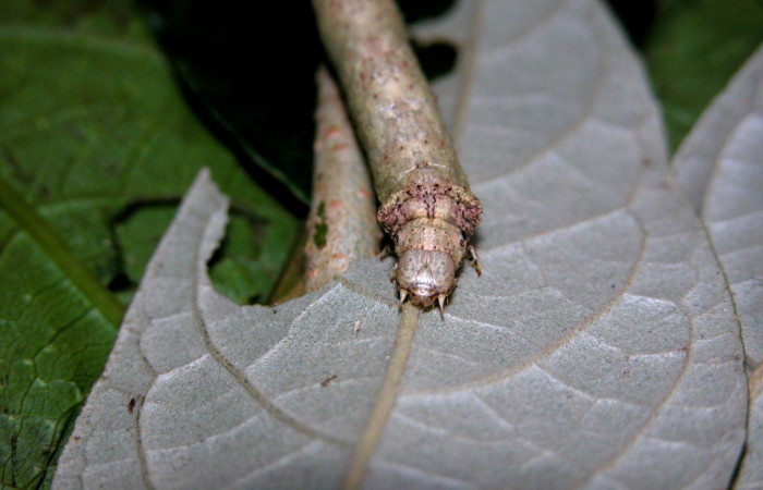 Figura 15.Cabeza <i>Oxydia</i> sociataDHJ01 (Geometridae). Sector Cacao, Sendero Nayo, (elevación 1090 metros). Colectada 14 agosto 2003. (03-SRNP-22237-DHJ401107.jpg).