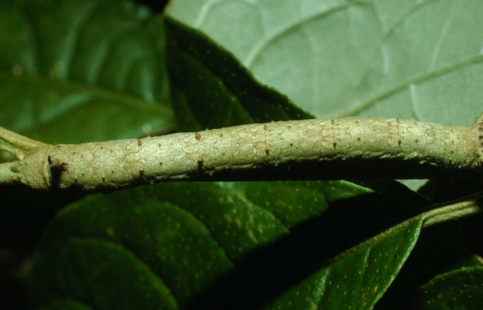 Figura 1.Dorsal entero <i>Oxydia</i> sociataDHJ01 (Geometridae). Sector Cacao, Sendero Nayo, (elevación 1090 metros). Colectada 14 agosto 2003. (03-SRNP-22237-DHJ77638.jpg).