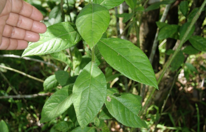 Figura 20. Planta hospedera de larva <i> Oxydia</i> sociata DHJ01(Geometridae), <i> Lepidaploa tortuosa</i>, (Asteraceae). Foto Jorge Hernández. 19 agosto 2008.