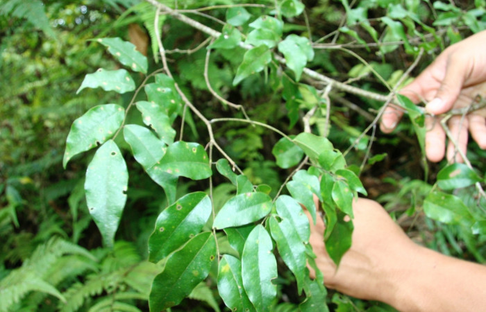 Figura 22. Planta hospedera de larva <i> Oxydia</i> sociata DHJ03 (Geometridae), <i> Machaerium seemannii </i>, (Fabaceae). Foto Jorge Hernández. 18 setiembre 2008.