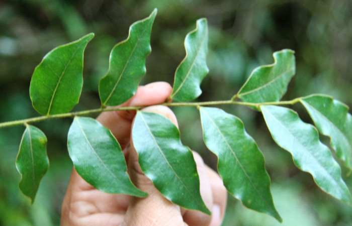 Figura 23. Planta hospedera de larva <i> Oxydia</i> sociata DHJ03 (Geometridae), <i> Machaerium seemannii </i>, (Fabaceae). posición hojas Foto Jorge Hernández. 18 setiembre 2008.
