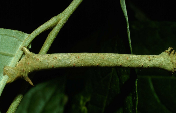Figura 2.Lateral entero <i>Oxydia</i> sociataDHJ01 (Geometridae). Sector Cacao, Sendero Nayo, (elevación 1090 metros). Colectada 14 agosto 2003. (03-SRNP-22237-DHJ77636.jpg).