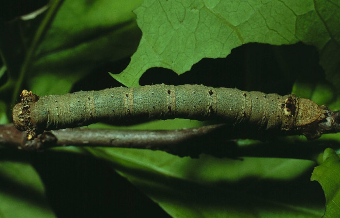 Figura 6.Dorsal entero <i>Oxydia</i> sociataDHJ01 (Geometridae). Sector Santa Rosa, Bosque San Emilio, (elevación 300 metros). Colectada 4 junio 1984. (84-SRNP-198.1-DHJ7169.jpg).