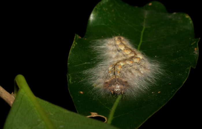 Figura 6. <i>Euglyphis phyllis</i> familia (Lasiocampidae); en posición frontal, U estadio. Voucher, 05-SRNP-59493-DHJ408755.