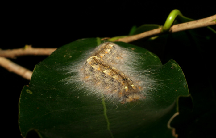 Figura 7. <i>Euglyphis phyllis</i> familia (Lasiocampidae); en posición trasera, U estadio. Voucher, 05-SRNP-59493-DHJ408756.