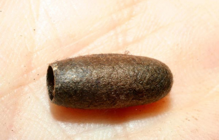 Figura 13. Capullo hecho por parásito <i>Enicospilus</i> scuintleiDHJ02, parásito en larva <i>Euglyphis phyllis</i>. Voucher 07-SRNP-58666-DHJ462023.