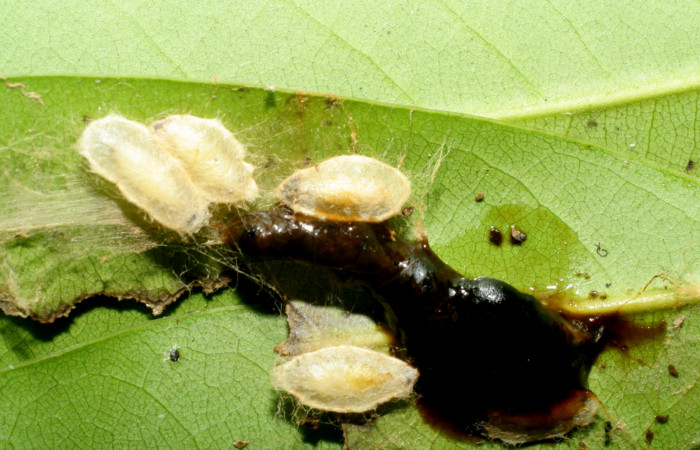 Figura 14. Capullos de avispas parásitas de la familia (Braconidae) en larva <i>Euglyphis phyllis</i> familia (Lasiocampidae). Voucher 07-SRNP-59230-DHJ429101.