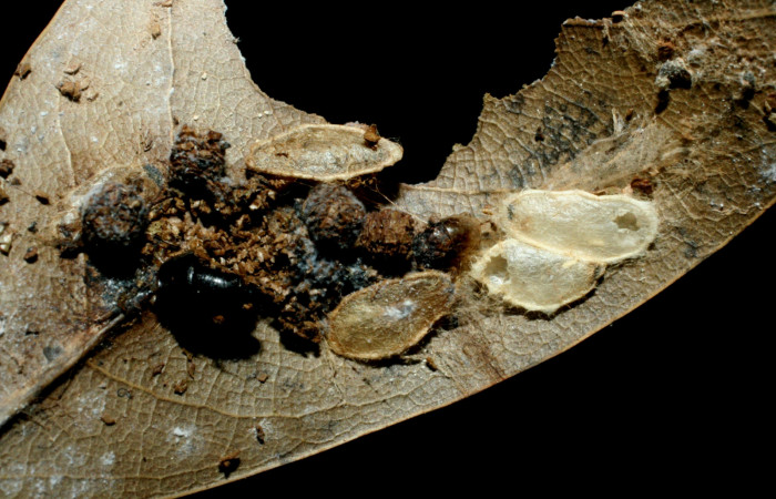 Figura 15. Capullos de avispas parásitoas de la familia (Braconidae), en larva <i>Euglyphis phyllis</i>. Voucher 07-SRNP-59230-DHJ462056.