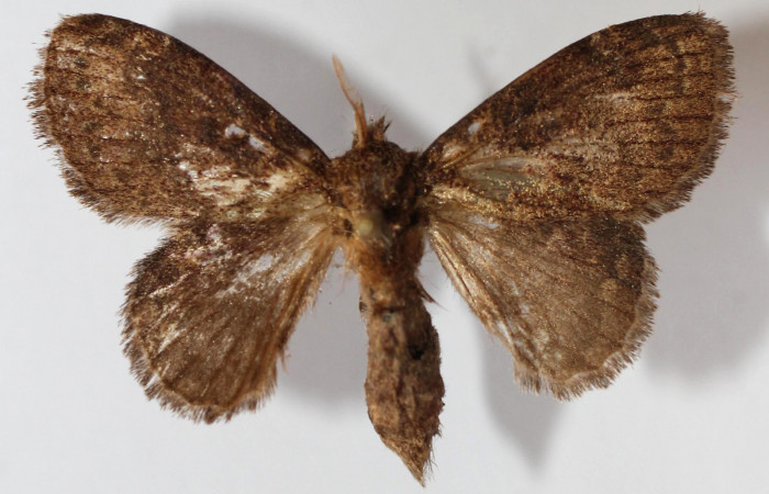 Figura 16. Adulto de <i>Euglyphis phyllis</i> familia (Lasiocampidae). Voucher 13-SRNP-56217-DHJ589304.