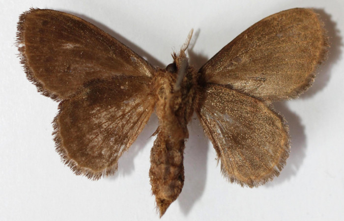 Figura 17. Adulto de <i>Euglyphis phyllis</i> familia (Lasiocampidae). Voucher 13-SRNP-56217-DHJ589305.