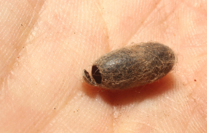 Fig. 12 Capullo de avispa <i>Enicospilus</i> scuintleiDHJ02, de la familia Ichneumonidae, parásito en larva <i>Euglyphis phyllis</i>. Voucher 13-SRNP-56302-DHJ804790.